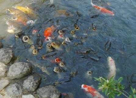 Hungry fish in Nara Botanical Garden
奈良植物園の鯉は空腹