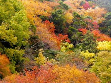 滞在の最後に訪れた赤目の紅葉
Magic colors in Akame during the last holiday