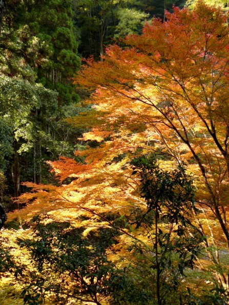 Magical play of light and colors in Akame