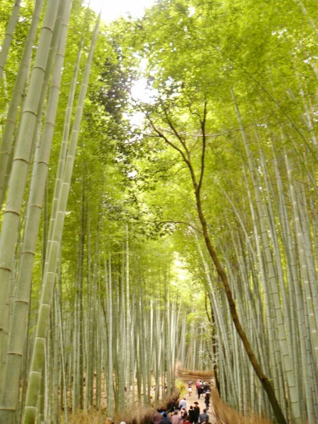京都: 嵐山、竹林の小径の美しさ