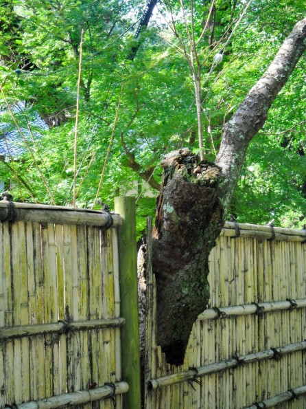 KAMAKURA: Respect for Nature at Jojichi, Westerners could learn from this