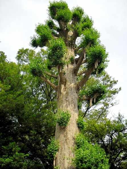 藤沢：その神社のなかなか変わった大きな木