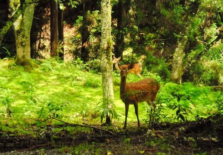 NARA - Deer observing us while walking the temple track in Yoshino